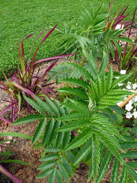 Melianthus comosus (2)